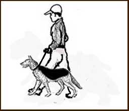 ᐉ как научить собаку ходить рядом без использования ошейника удавки - ➡ motildazoo.ru