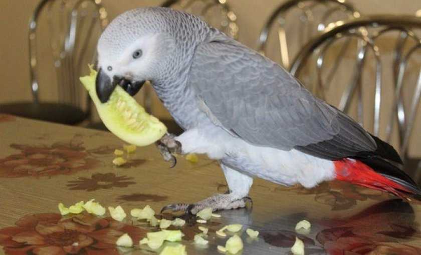 Жако: особенности содержания и разведения попугаев в домашних условиях