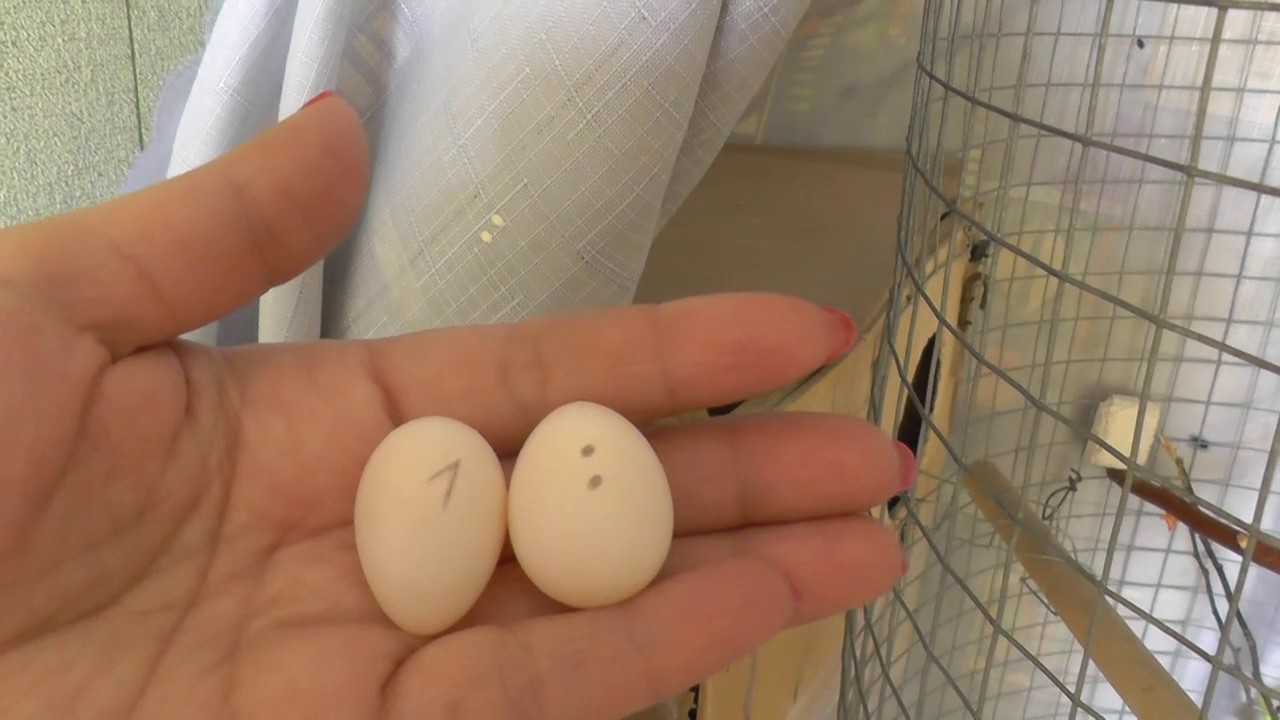 Может ли самка волнистого попугая нести яйца без самца