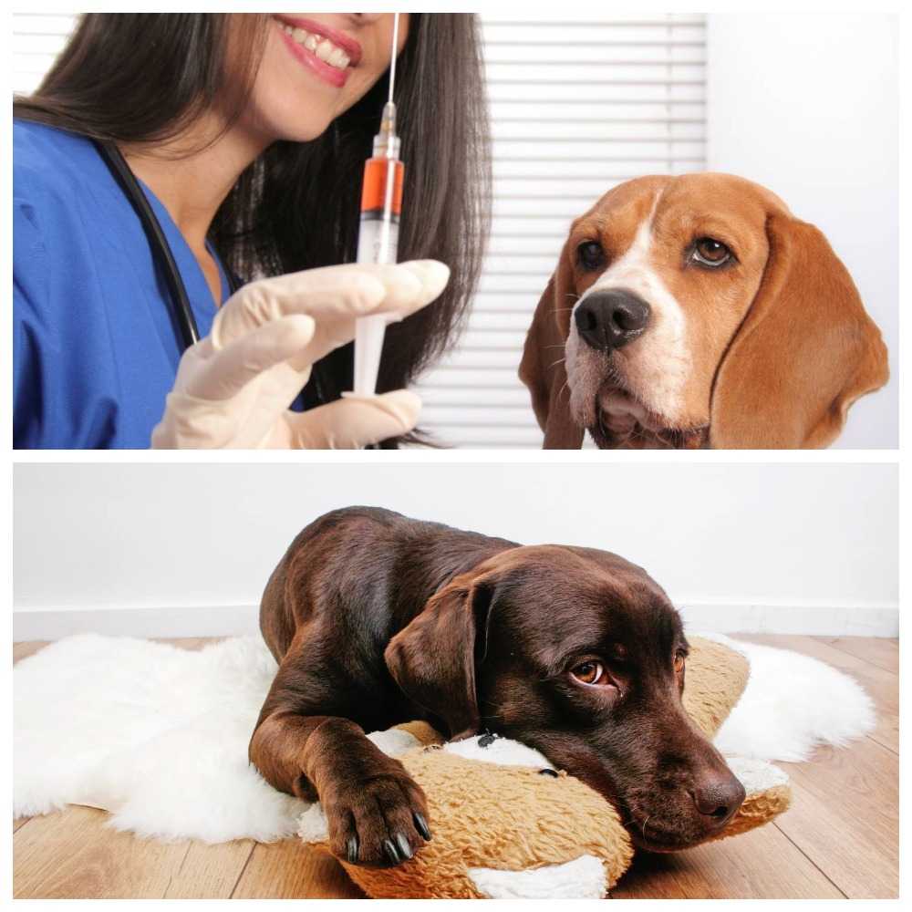 Почему собака кашляет как будто подавилась? причины, диагностика и лечение при кашле у собак