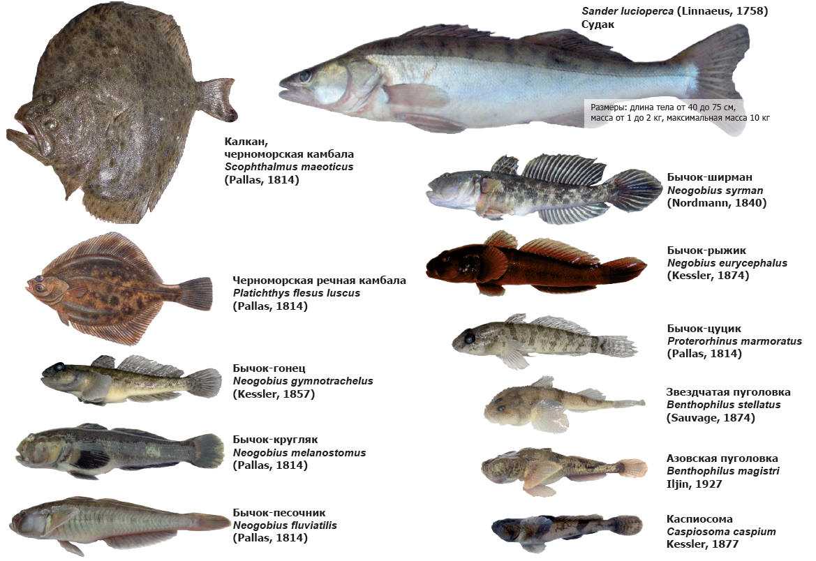 Морская рыба без костей список названий и фото