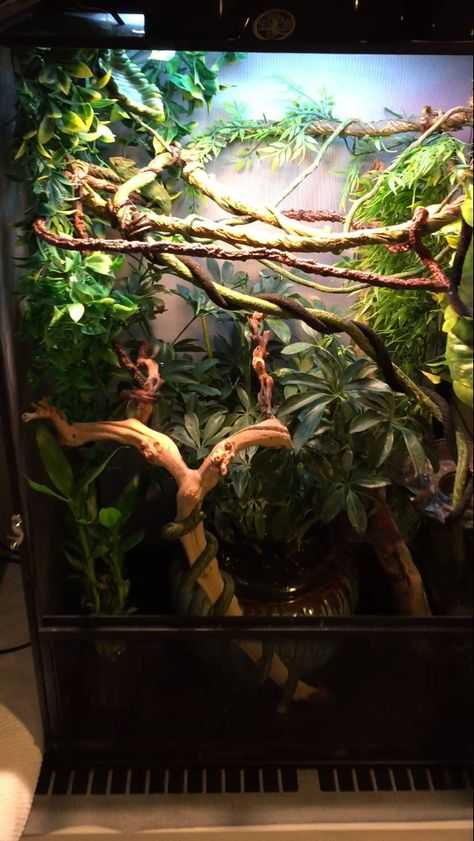 Террариум для хамелеона (йеменского, леопардового, обыкновенного): какой нужен размер, как сделать своими руками (обустройство, растения), фото