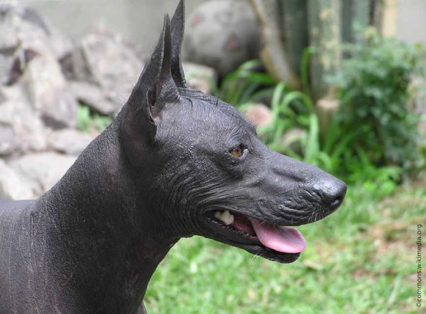 Перуанская голая собака (орхидея инков): описание породы с фото и видео