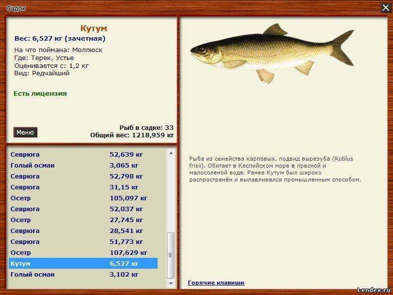 Рыба вырезуб: описание, где водится, рыбалка на вырезуба – рыбалке.нет