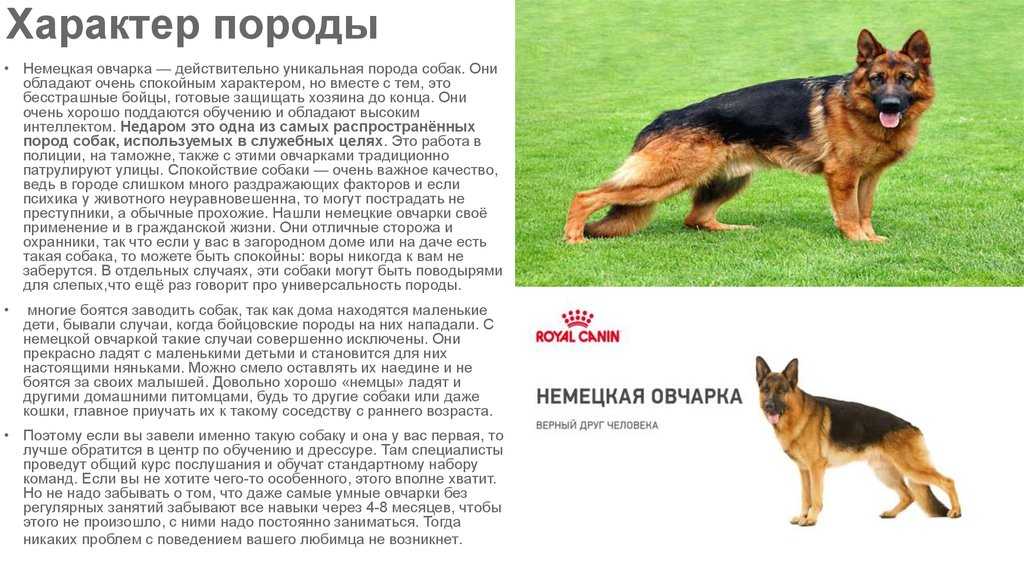 Собака сулимова: фото, описание породы, история и назначение