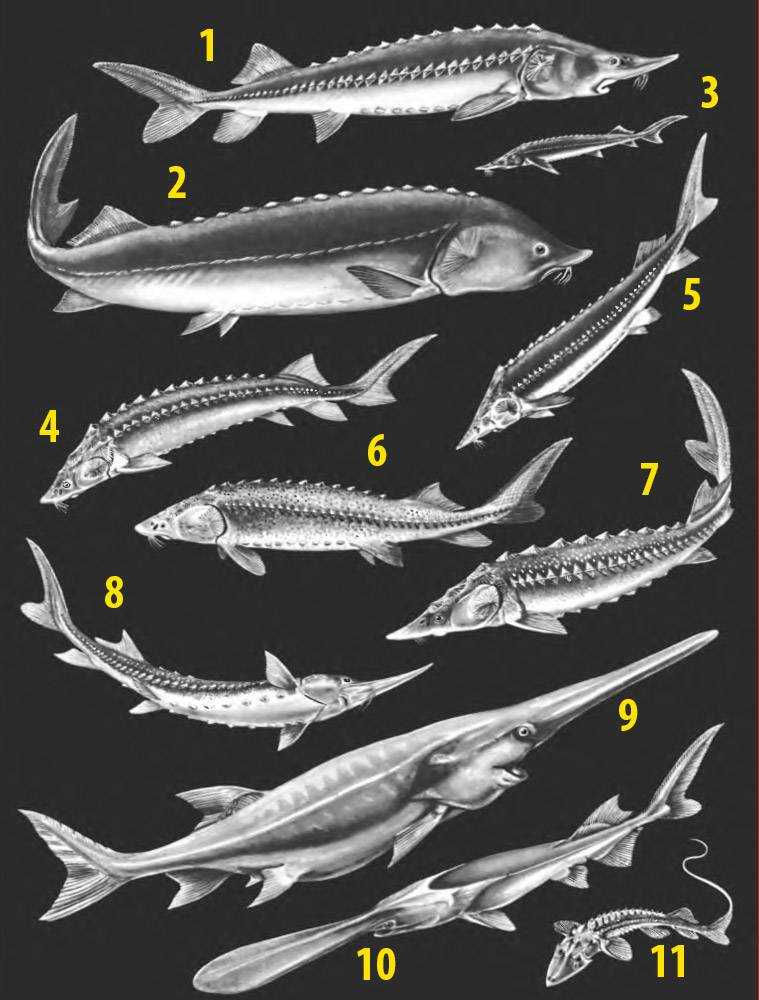 Как выглядит стерлядь рыба фото и осетр отличия