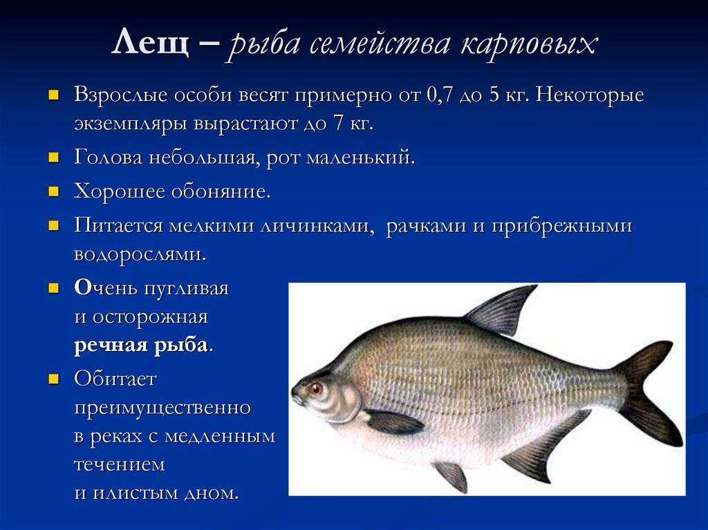 Рыба морской еж: описание для детей, интересные факты, внешний вид