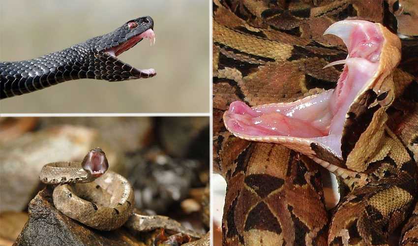 Как отпугнуть змей с дачного участка: химические яды, народные средства, приборы-отпугиватели и самодельные ловушки