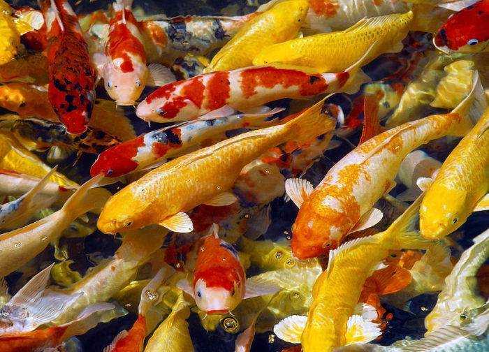 Рыбки петушки - содержание и уход в мини аквариуме