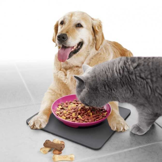 Можно ли собакам кошачий корм?
