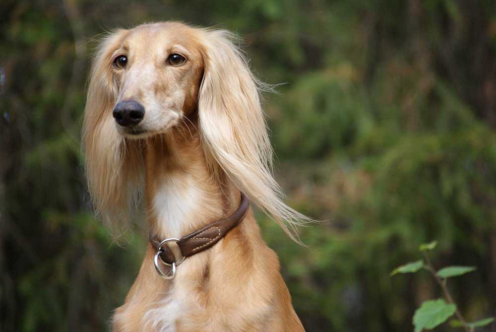 Салюки порода собак фото: описание, как выбрать щенка, отношение к окружающим