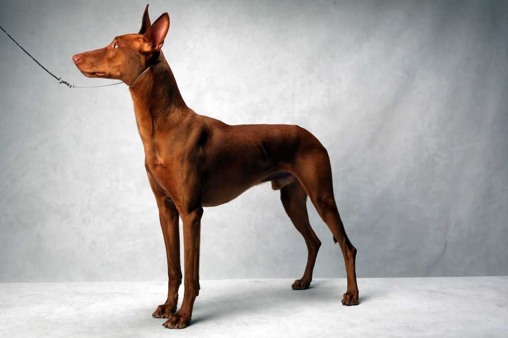 Фараонова собака описание породы, здоровье, уход, фото и характер