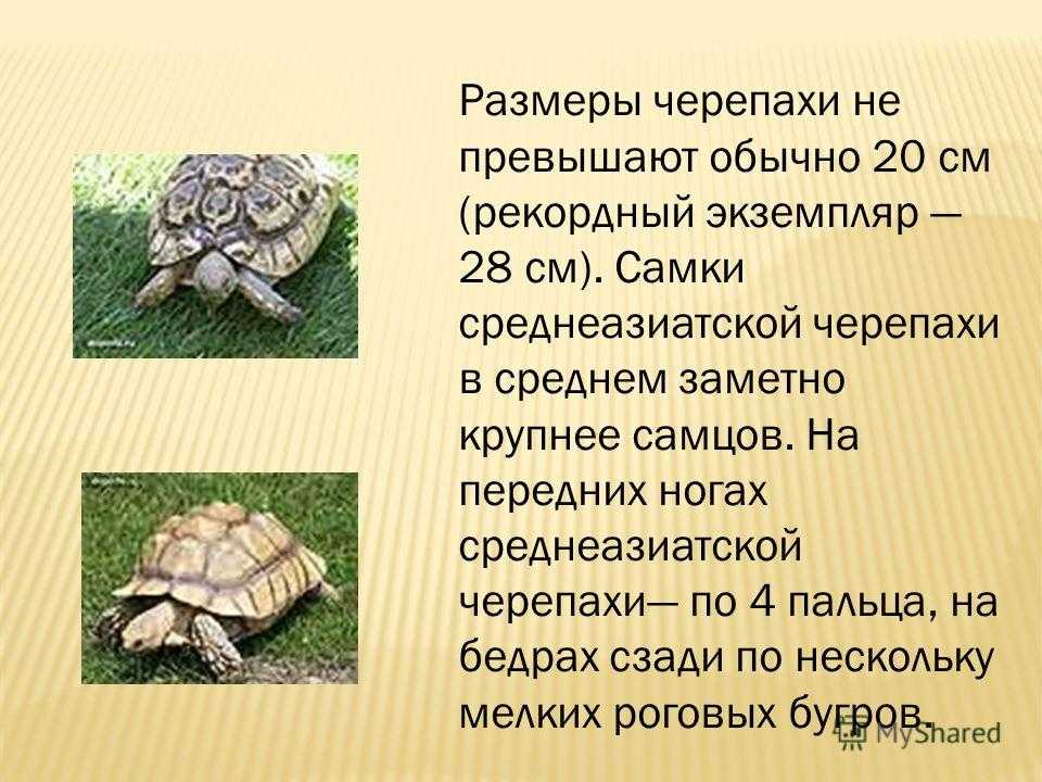 Какой тип питания характерен для среднеазиатской черепахи. Сухопутная Среднеазиатская черепаха красная книга. Сухопутная черепаха описание. Среднеазиатская черепаха Размеры.