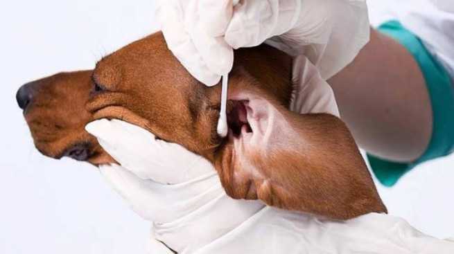 Почему собака чешет уши и когда необходимо проводить лечение