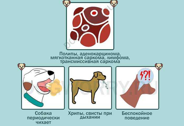 Затрудненное дыхание у собаки: кашель, хрип, удушье