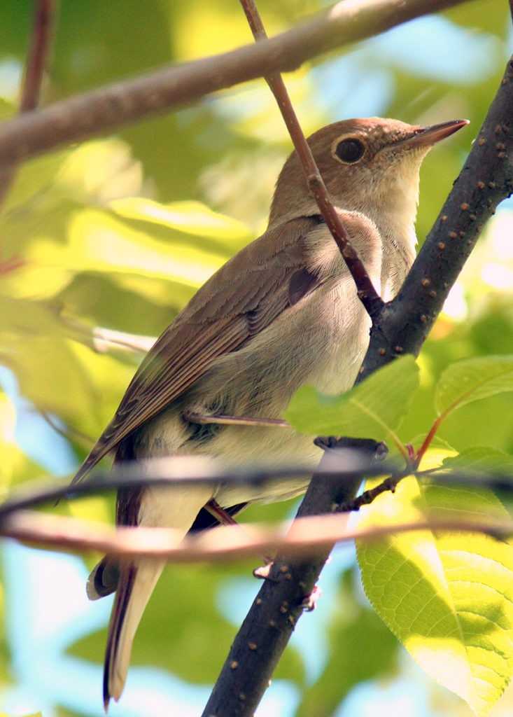 Птица соловей (50 фото): описание и виды, как выглядит гнездо и птенец, чем в природе питается, видео