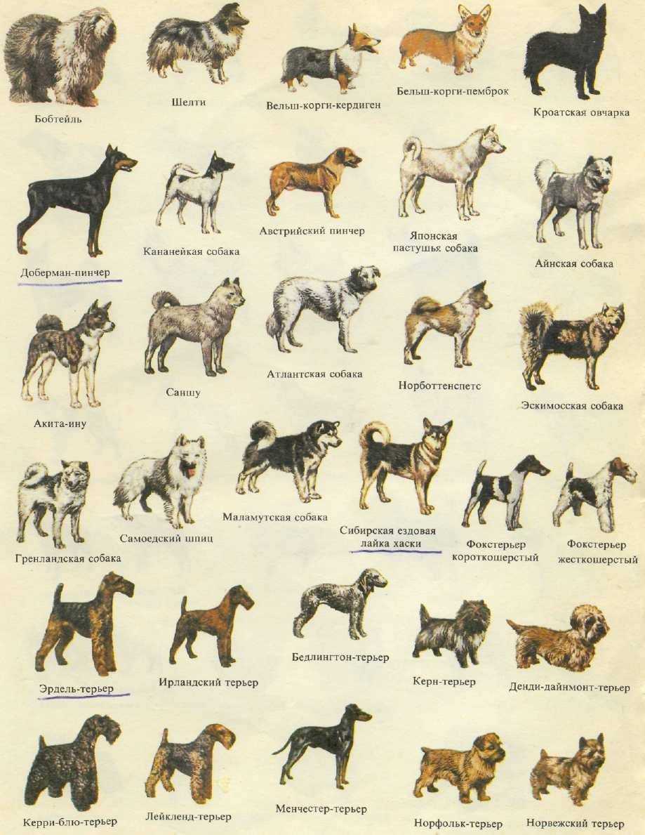 Северные породы собак – от всеми любимых до малоизвестных
