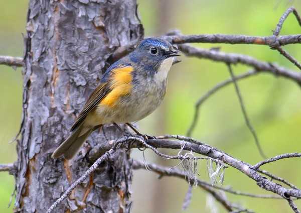 Птица с голубыми крыльями: фото и название, ареал обитания, особенности жизни