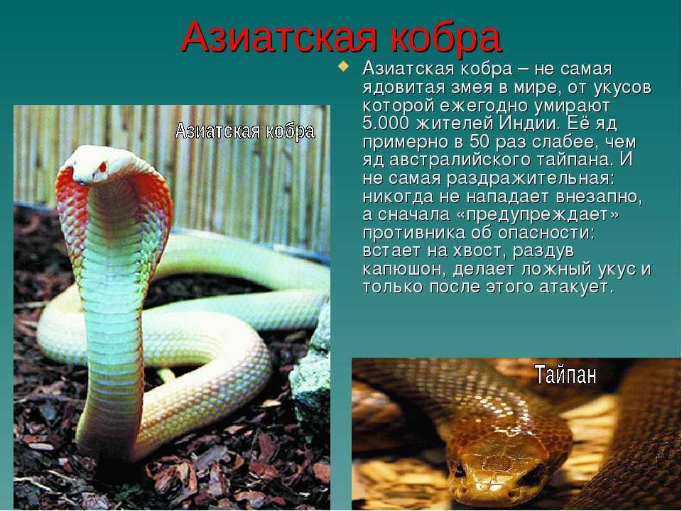 Королевские или молочные змеи и особенности их содержания