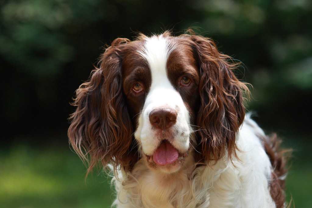 Порода собак английский спрингер-спаниель и ее характеристики с фото