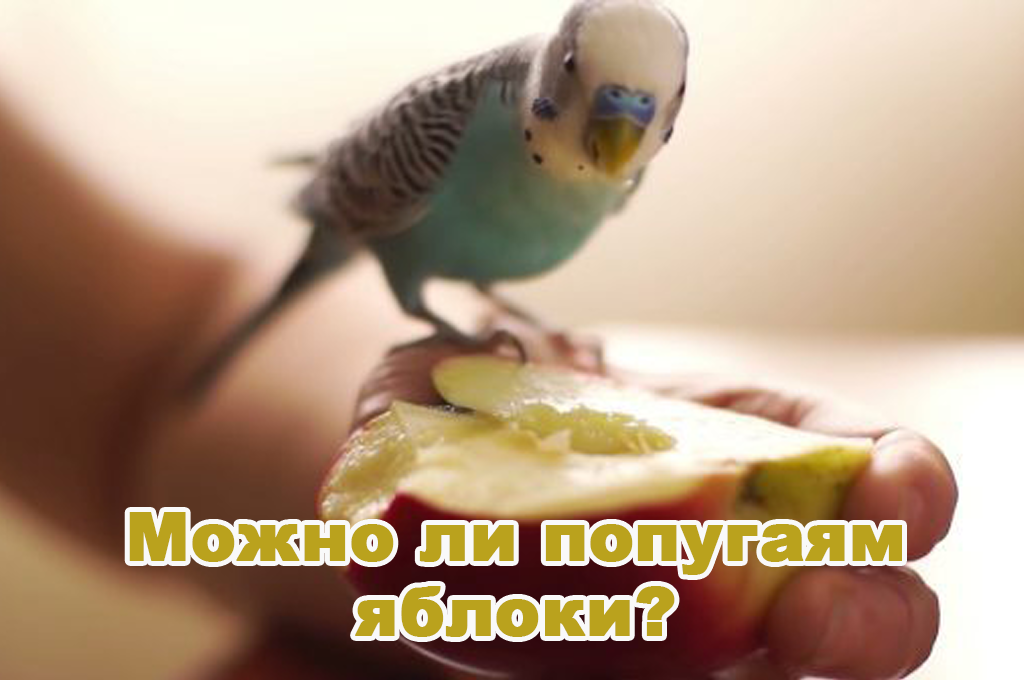 Можно ли попугаям клубнику. Попугай ест фрукты. Волнистый попугай ест фрукты. Попугай ест яблоко. Волнистый попугай ест яблоко.