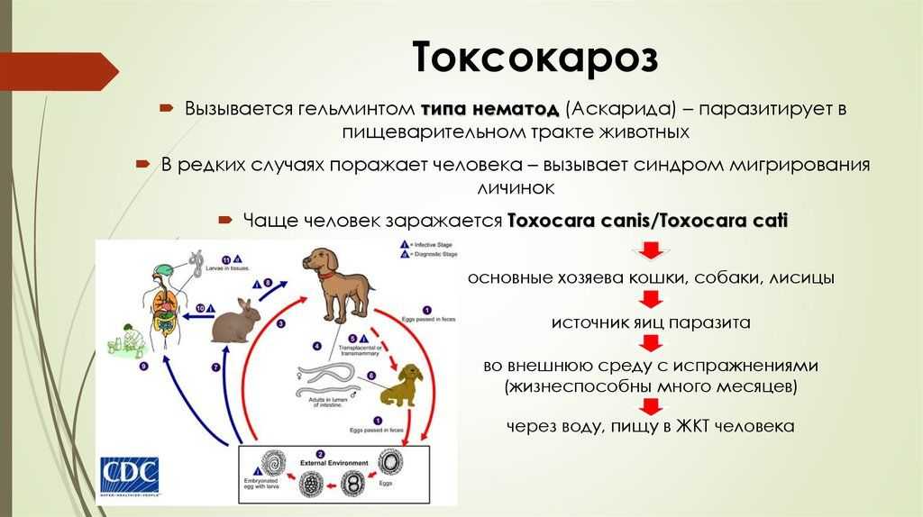 Токсокарозы у домашних животных