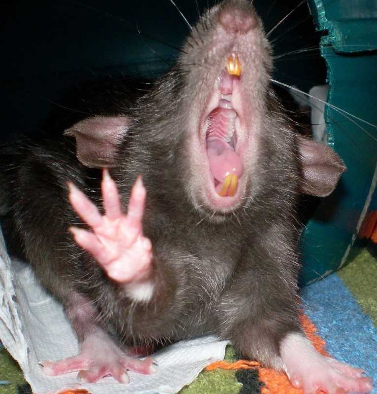 Почему крыса стучит зубами, рост крысиных зубов