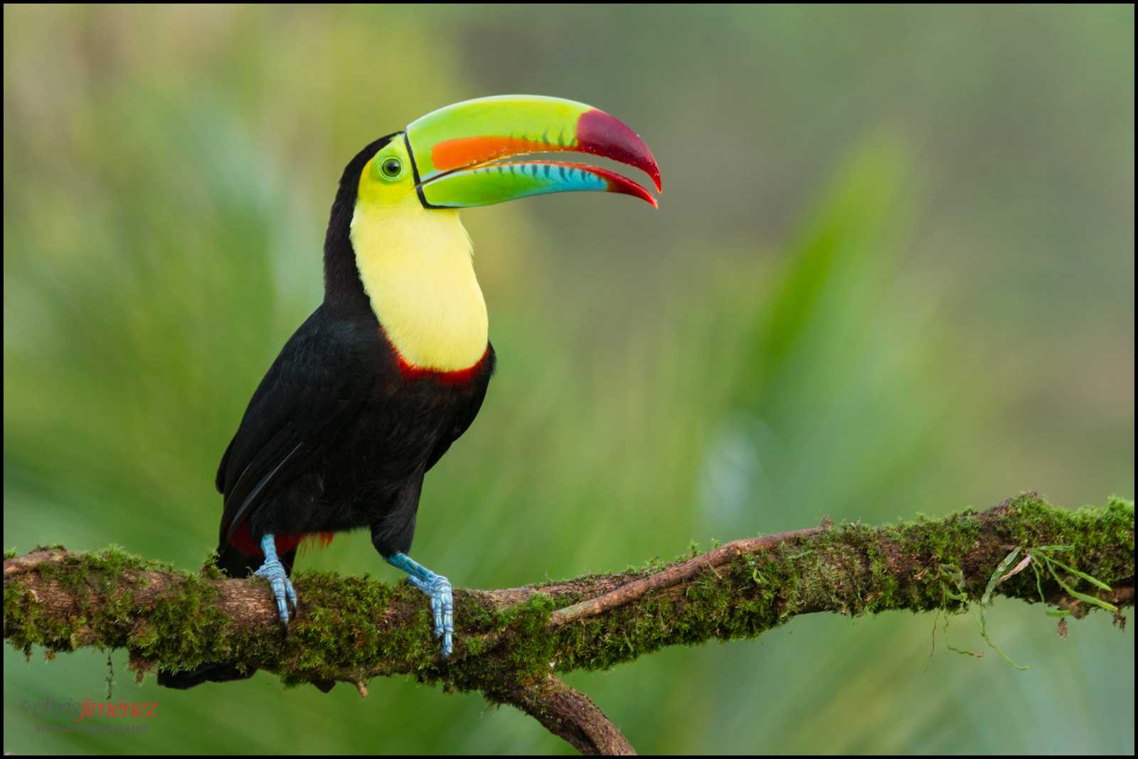 Тропические птицы. описание, названия, виды и фото тропических птиц | живность.ру