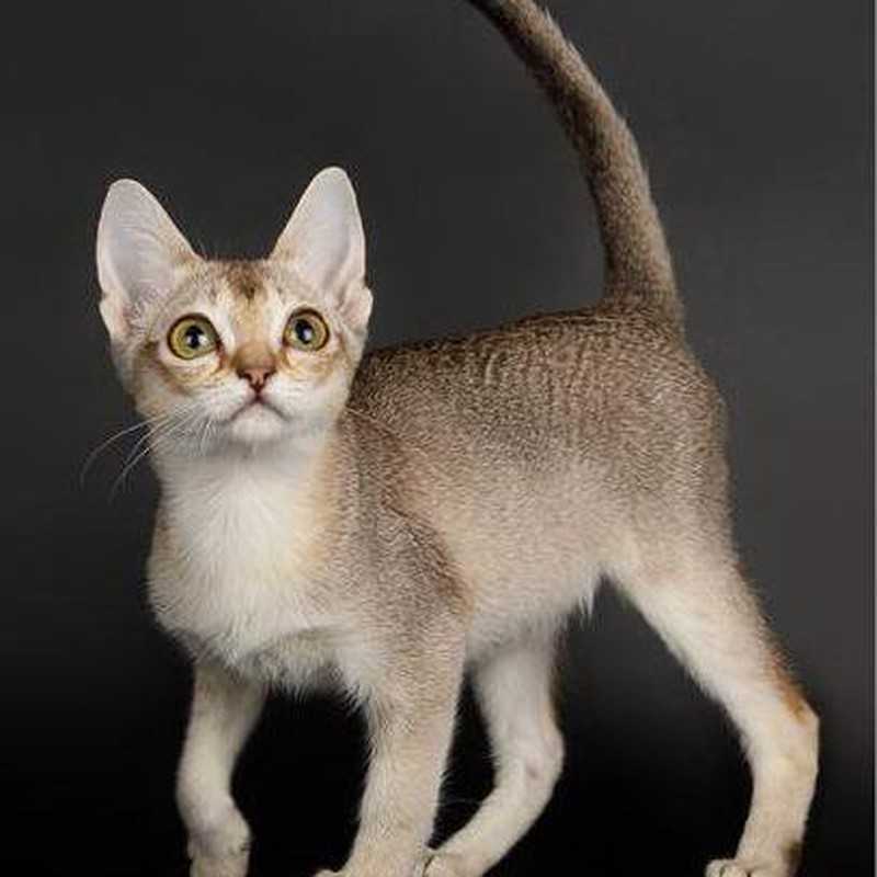 Самые маленькие кошки в мире: названия пород, их описания, фото карликовых котов