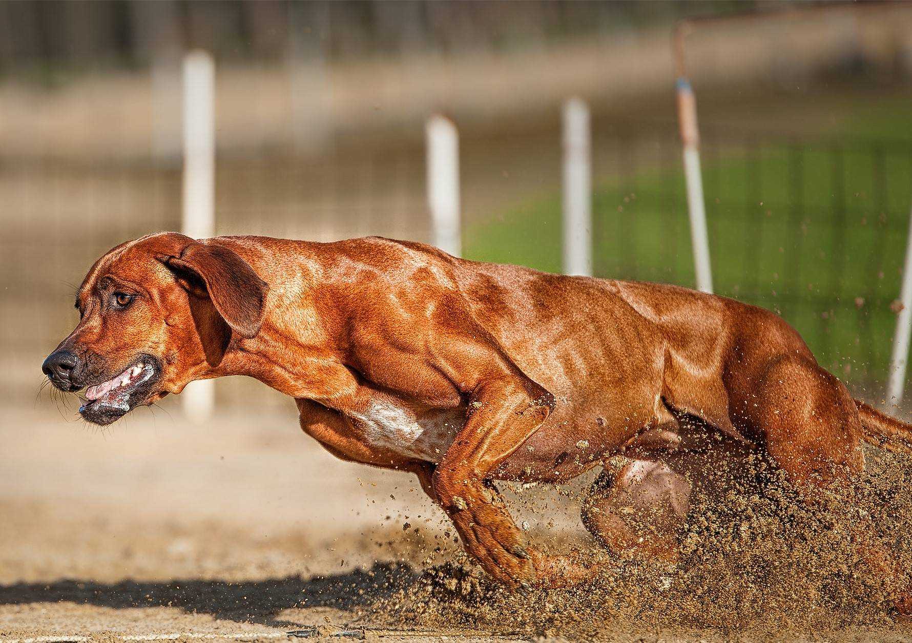 Топ-38 самых сильных и мощных пород собак в мире (+ фото)