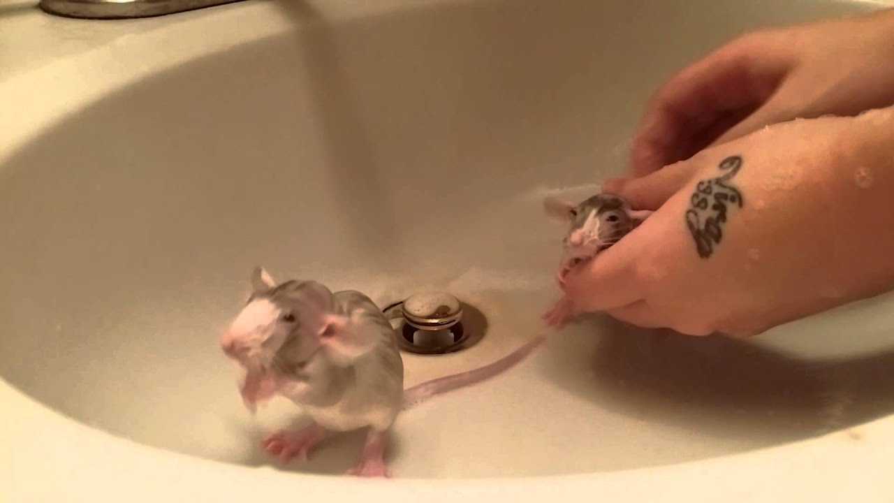 Нужно мыть крыс