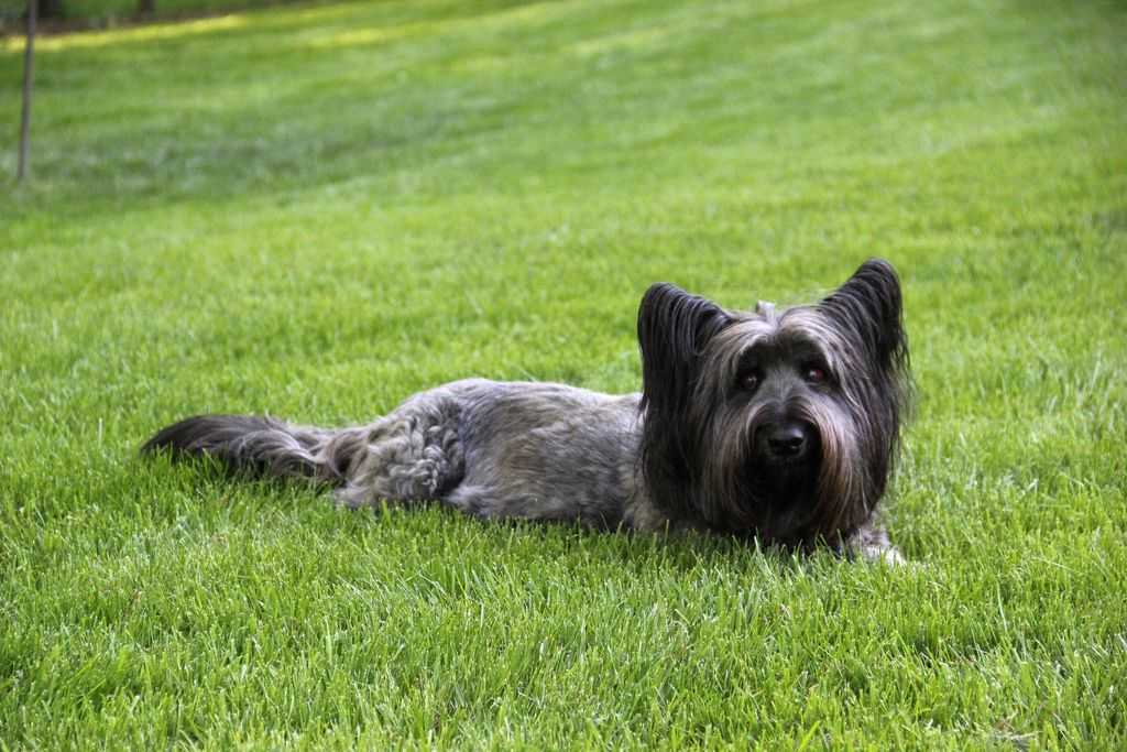 Скай-терьеры: описание породы с фото, характер собаки, особенности дрессировки