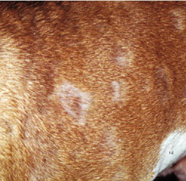 Экзема у собаки: причины, симптомы, лечение и профилактика | блог ветклиники "беланта"