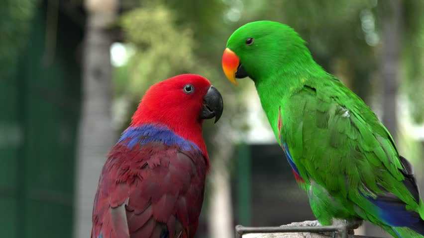 Интересные факты о попугаях, образ жизни, виды, питание, размножение, разведение – удивительные факты