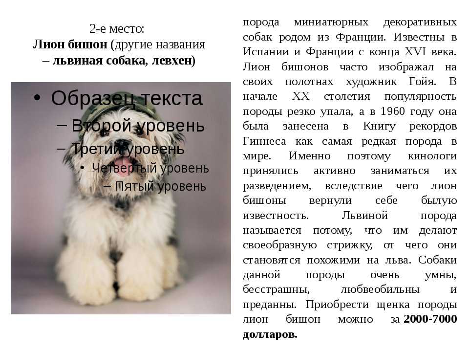Бишон фризе: описание породы, характеристика и фото – pet-mir.ru