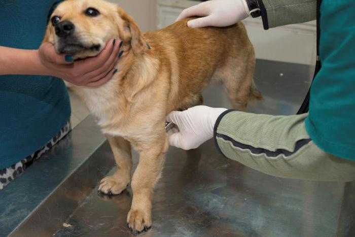 Питомниковый кашель у собак: симптомы и лечение, профилактика