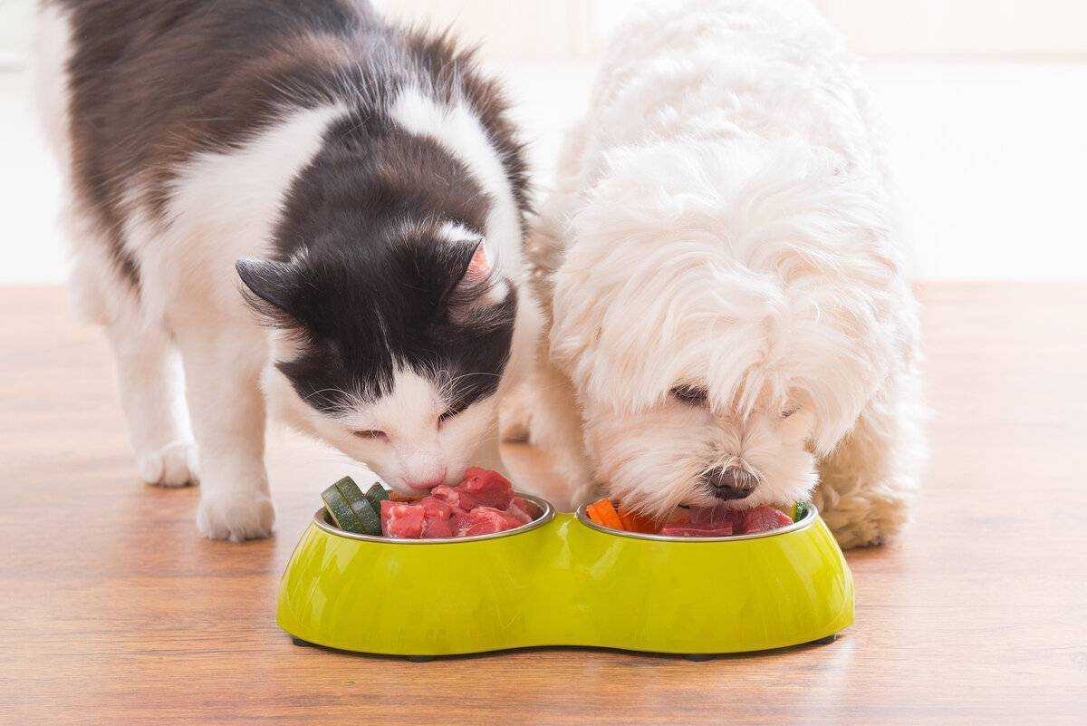 Можно ли кормить собаку только сухой корм, или нужно давать и другую пищу?