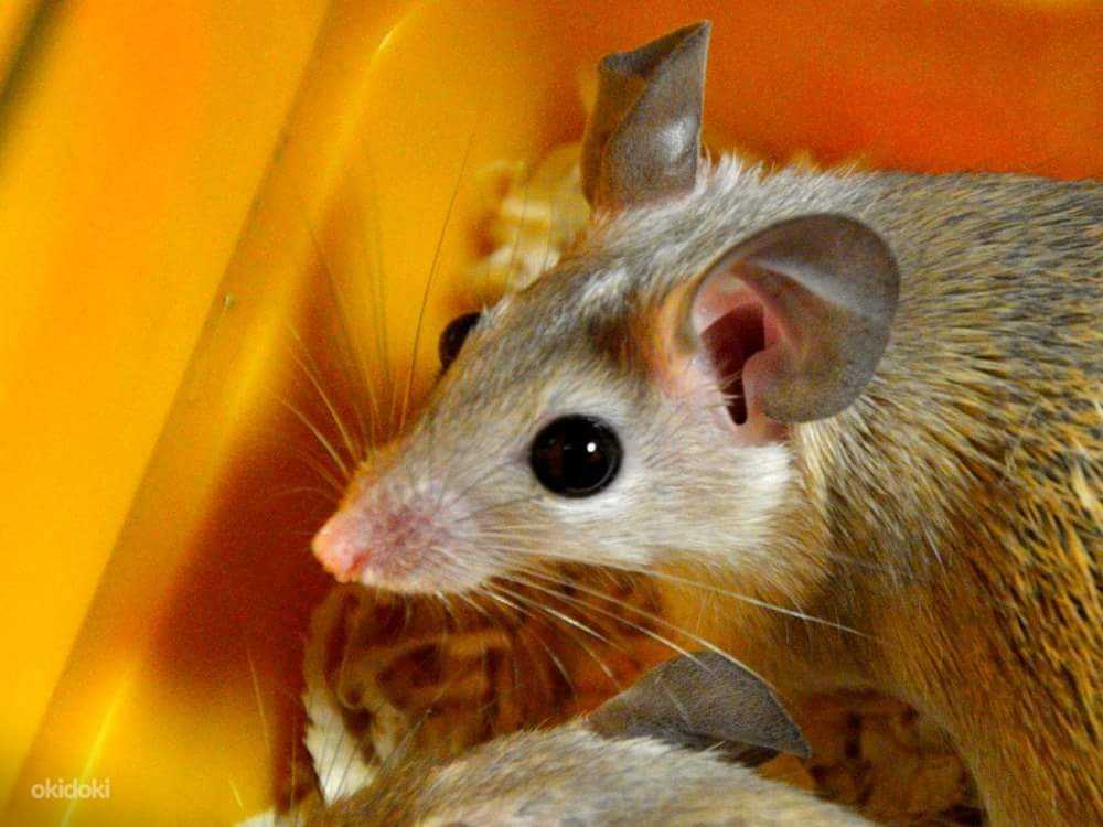 Как размножаются мыши: сколько мышат рожает мышь за раз, как часто?