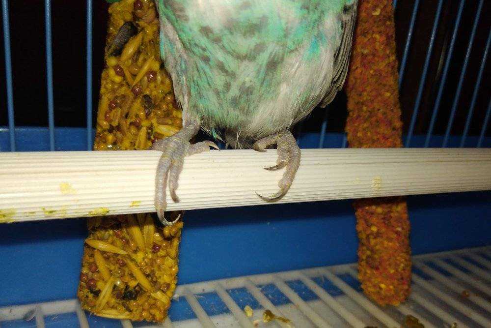 Адаптация волнистого попугая после покупки, когда выпускать из клетки