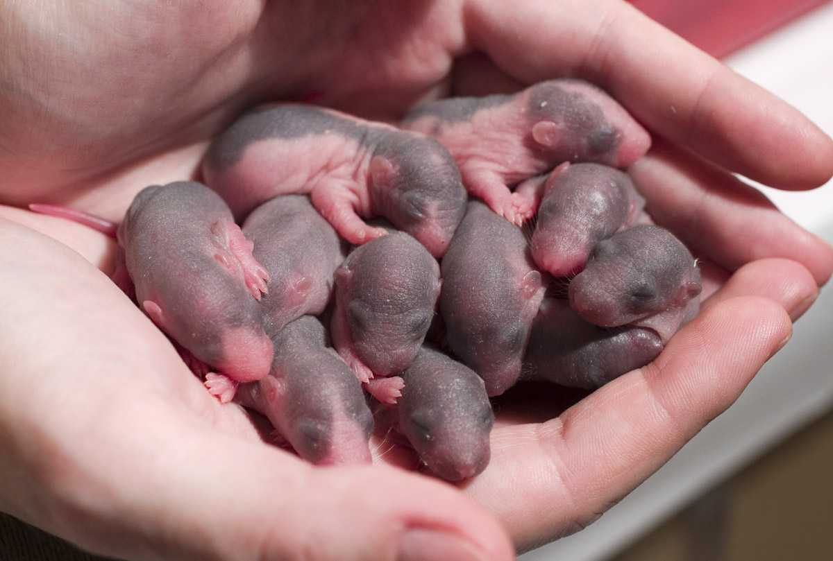 Беременность у крыс, подготовка к родам и осложнения при них