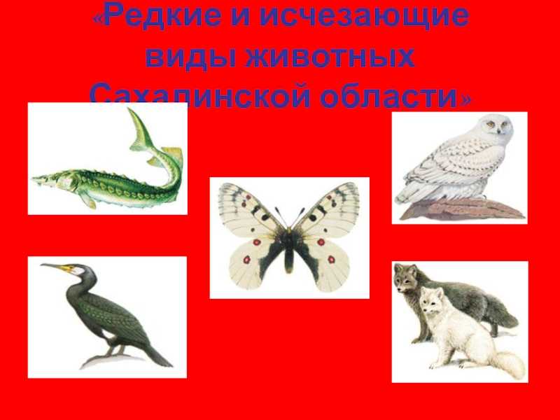 Рыбы красной книги россии