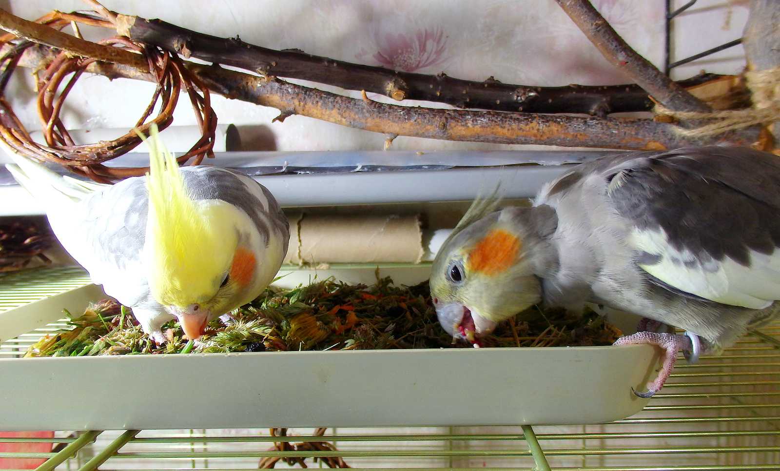 Чем кормят попугаев? корм для птиц. содержание попугаев в домашних условиях
