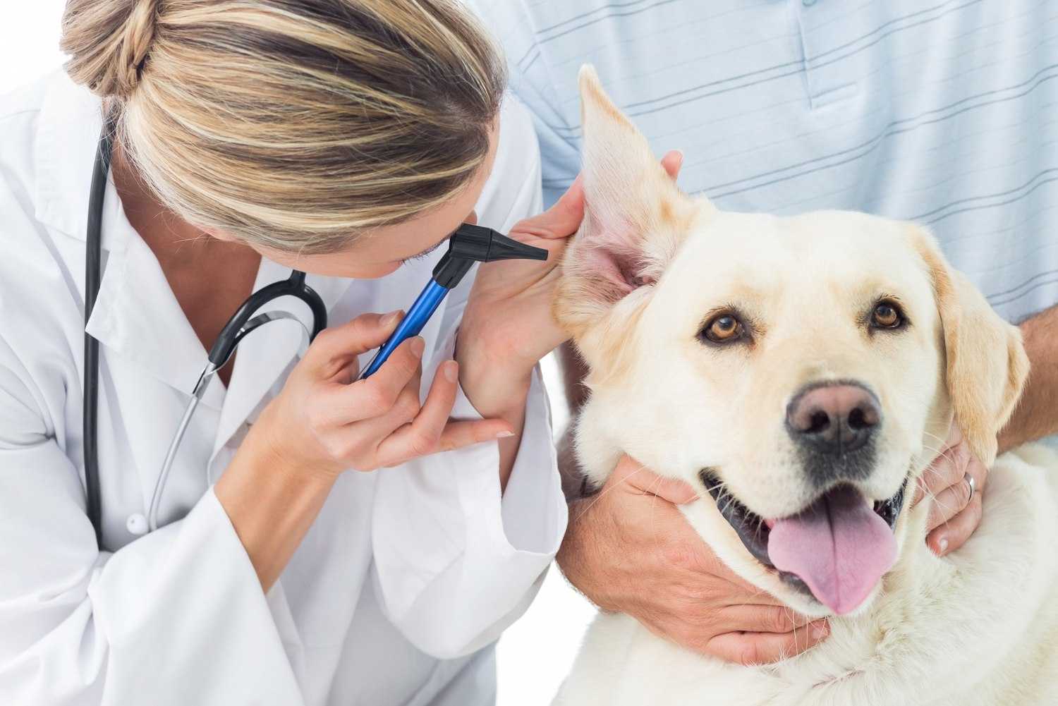 Дисплазия тазобедренных суставов у собак: симптомы и лечение | признаки, как лечить