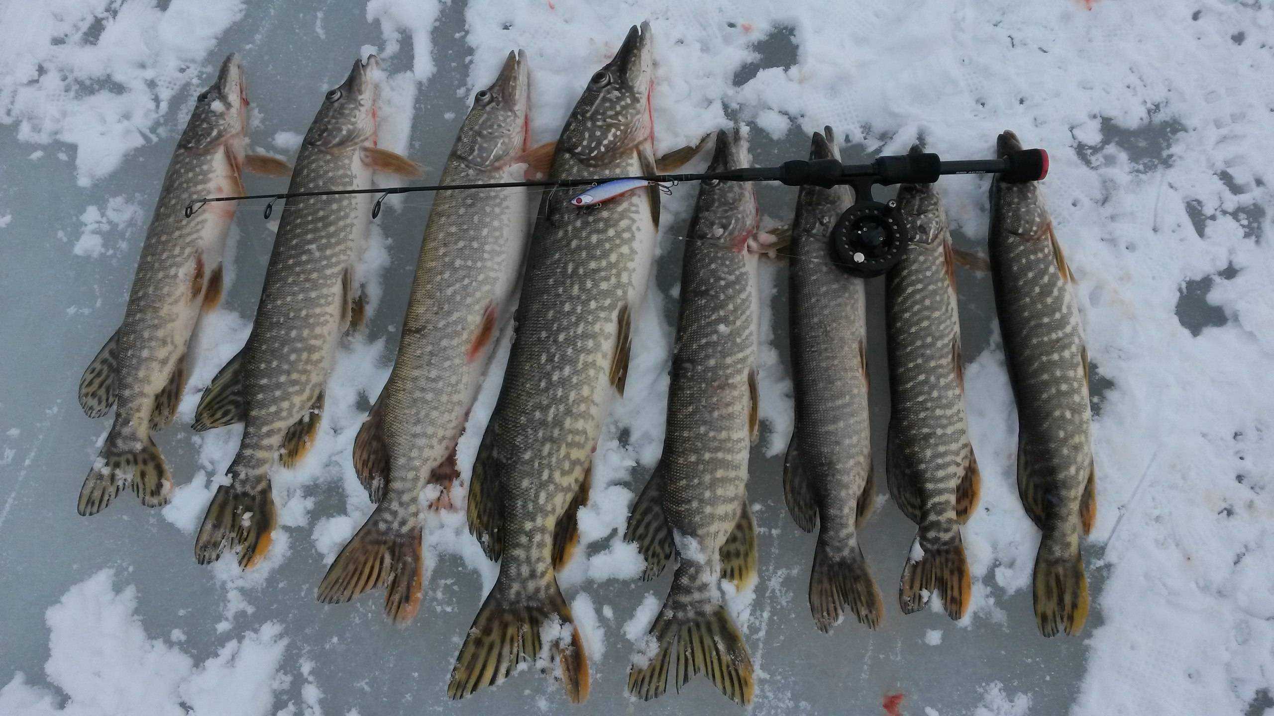 Зимняя рыбалка в коми: обзор рыболовных баз, какие рыбы водятся