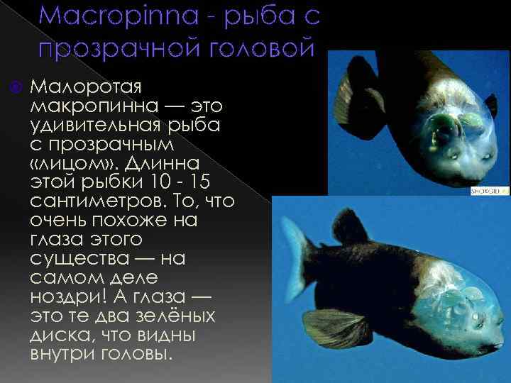 Макропинна рыба. образ жизни и среда обитания макропинны