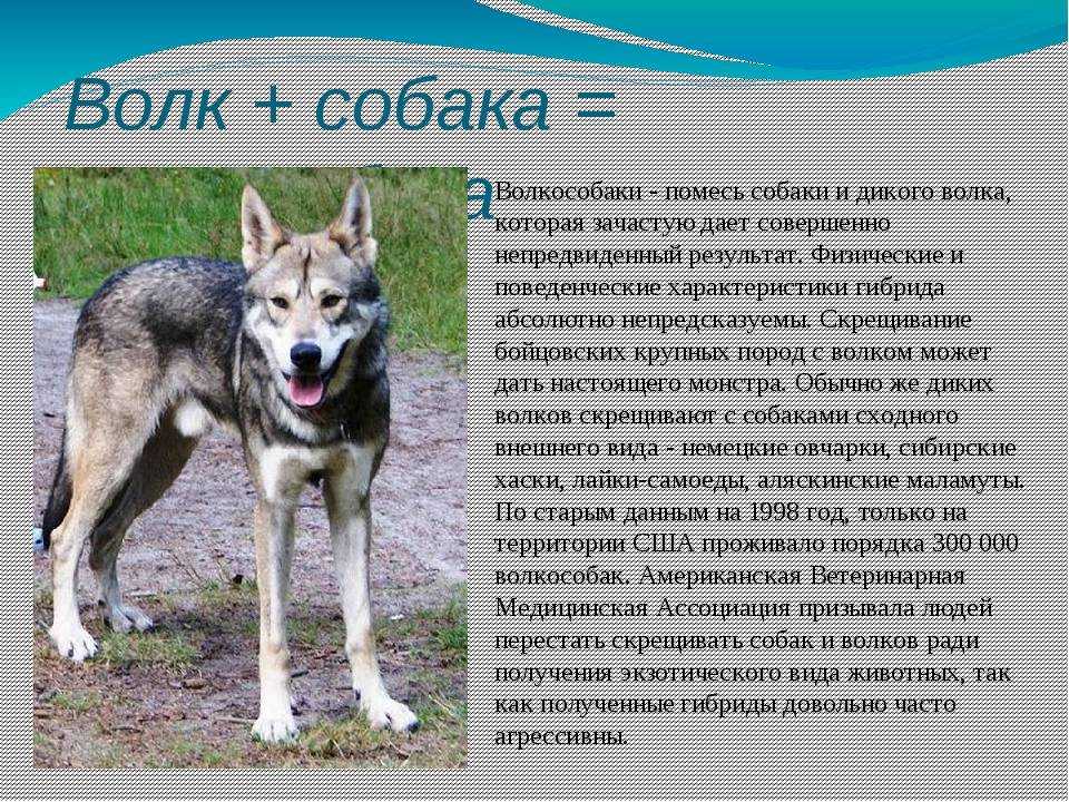 Чем питается волк: среда обитания, питание, выведение потомства - gkd.ru