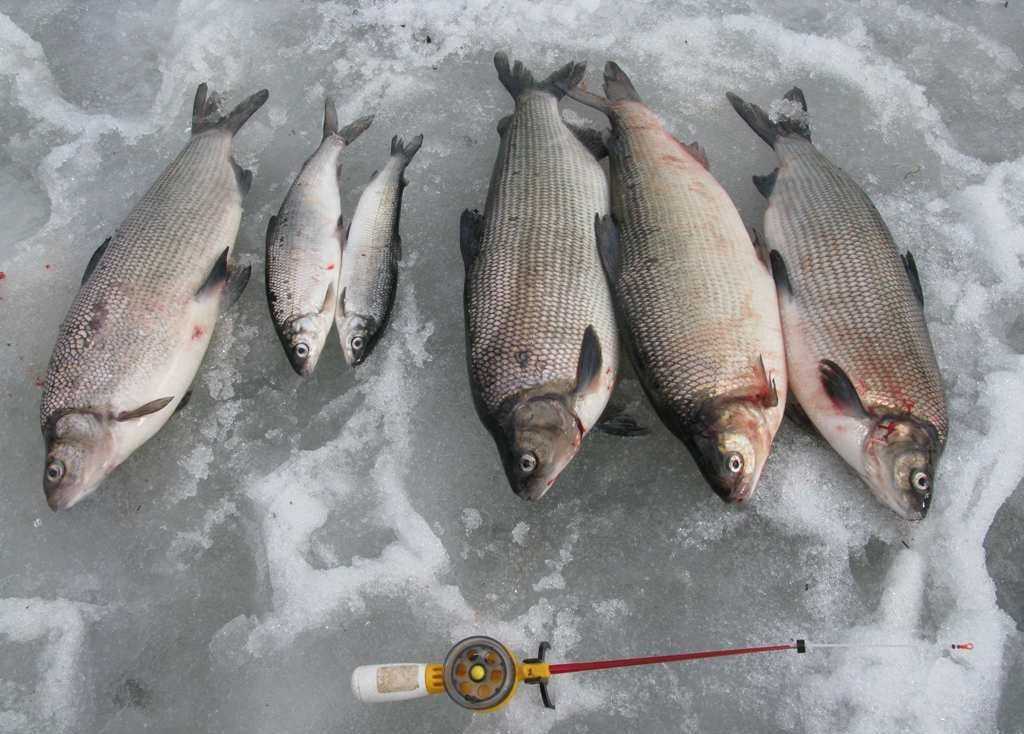 Рыбалка в республике коми - 2021. нерестовый запрет, суточная норма вылова и разрешенный размер рыбы, перечень зимовальных ям и нерестовых участков - www.oir.su