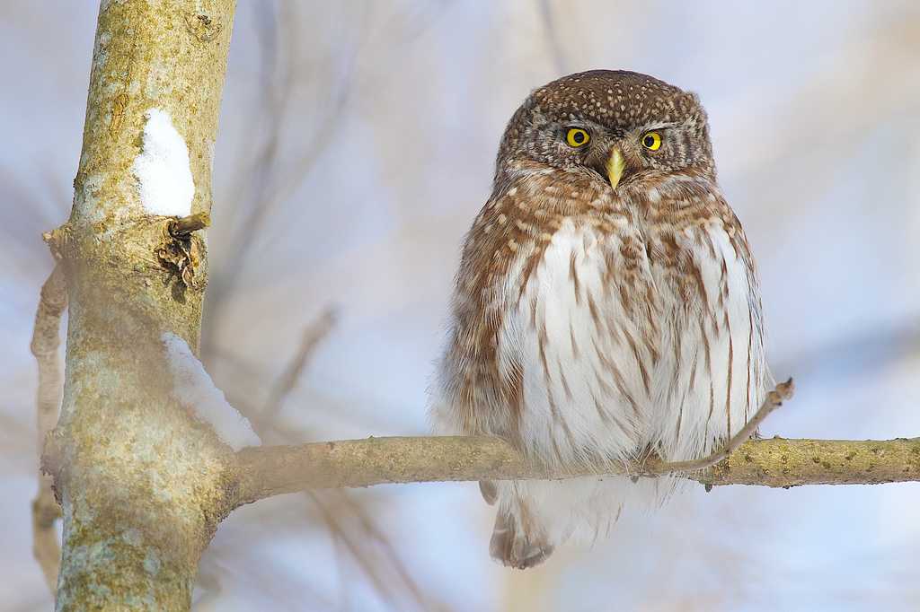 Зяблик (50 фото) - описание птицы, среда обитания и чем питается