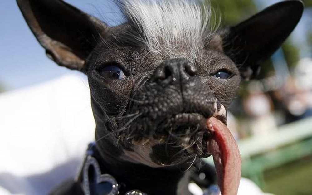 Самые страшные породы собак в мире: рейтинг некрасивых пород
