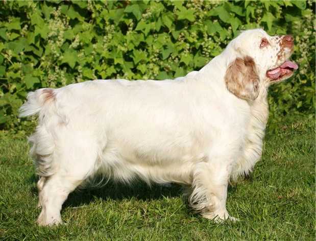 Кламбер-спаниель - собака "тяжеловес". 30 фото, история породы, воспитание уход и темперамент